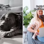 Life before homepure zayn and buddy loves homepure zayn dog with owner photo credit: freepik