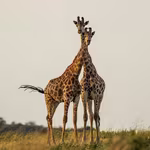 Limpopo South Africa Holiday Kruger National Park two Giraffes walking with eachother