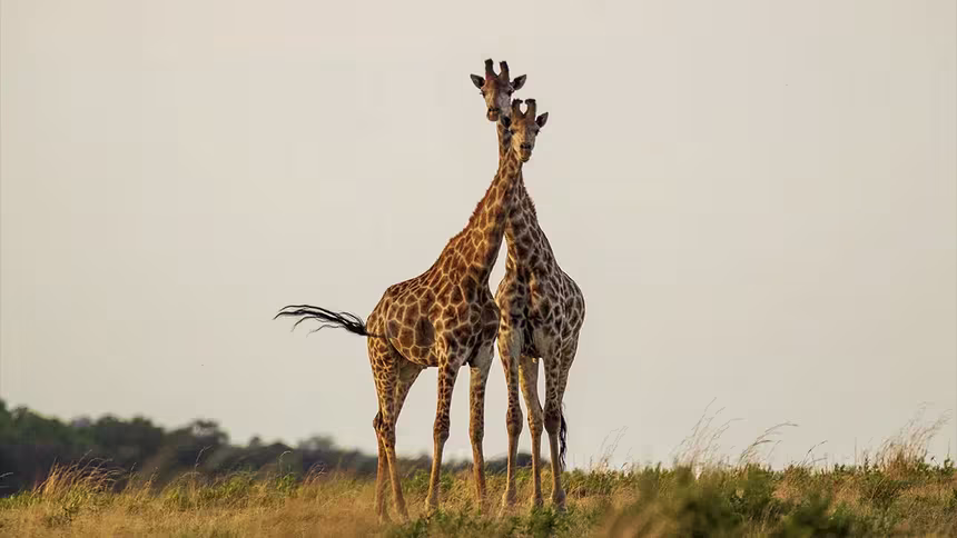 Limpopo South Africa Holiday Kruger National Park two Giraffes walking with eachother