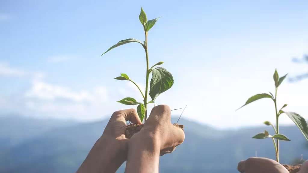hand holding plant on top of moutain