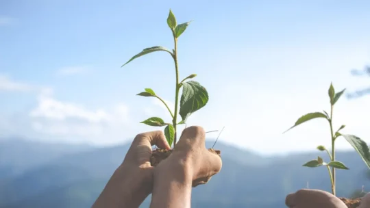 Championing Sustainability And Building A Green Legacy With Qnet 5 hand holding plant on top of moutain