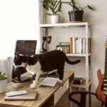 Cat walking on a desk optimised for home office productivity